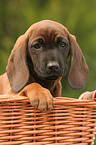 Bavarian Mountain Hound puppy