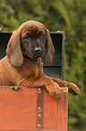 Bavarian Mountain Hound puppy