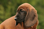 Bavarian Mountain Hound puppy