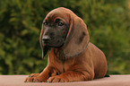 Bavarian Mountain Hound puppy