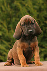 Bavarian Mountain Hound puppy