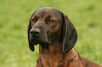 Bavarian Mountain Hound portrait