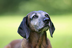 Bavarian Mountain Hound Portrait