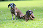 Bavarian Mountain Hounds