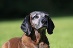 Bavarian Mountain Hound Portrait