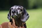 Bavarian Mountain Hound Portrait