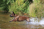 Bavarian Mountain Hound