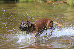 Bavarian Mountain Hound