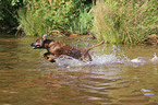 Bavarian Mountain Hound