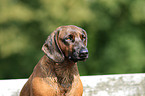 Bavarian Mountain Hound Portrait