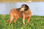 Bavarian mountain dog