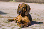 Bavarian mountain dog