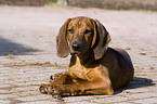 Bavarian mountain dog