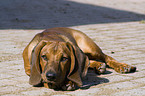 Bavarian mountain dog