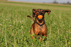 Bavarian mountain dog