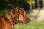 Bavarian mountain dog