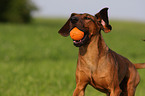 Bavarian mountain dog