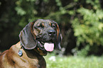 Bavarian Mountain Hound Portrait