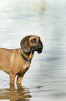 bathing hound