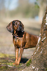 Bavarian Mountain Dog