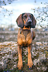 lying Bavarian Mountain Dog