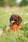 lying Bavarian Mountain Hound