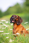 Bavarian Mountain Hound Portrait