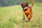 running Bavarian Mountain Hound