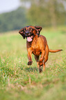 running Bavarian Mountain Hound