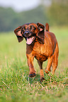 running Bavarian Mountain Hound