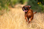 running Bavarian Mountain Hound