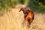 running Bavarian Mountain Hound
