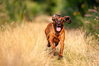 running Bavarian Mountain Hound