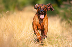 running Bavarian Mountain Hound