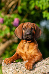 Bavarian Mountain Hound