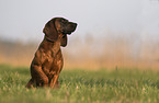 Bavarian Mountain Hound in autumn