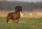 Bavarian Mountain Hound in autumn