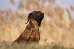 Bavarian Mountain Hound in autumn