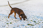 Bavarian Mountain Hound in winter