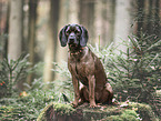 Bavarian Mountain Dog