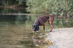 Bavarian mountain hound