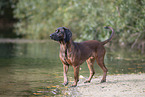 Bavarian mountain hound