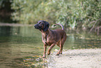 Bavarian mountain hound