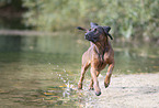 Bavarian mountain hound