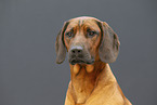 Bavarian mountain hound