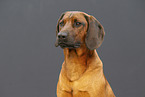 Bavarian mountain hound