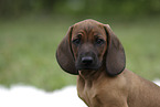 Bavarian mountain hound