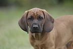 Bavarian mountain hound