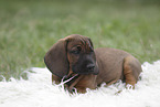 Bavarian mountain hound