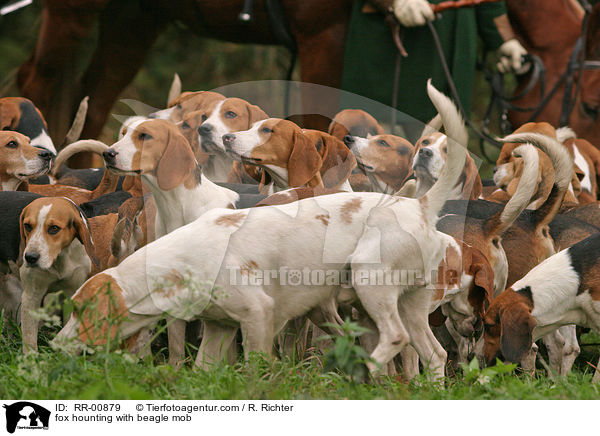 Fuchsjagd mit Beaglemeute / fox hounting with beagle mob / RR-00879